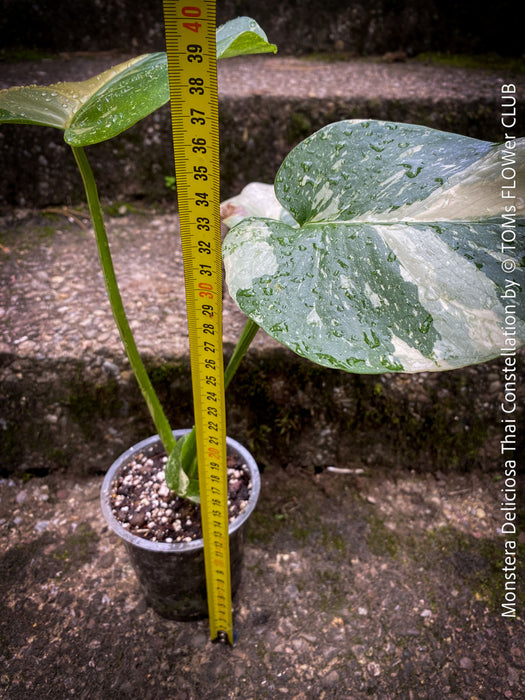 Monstera Deliciosa Thai Constellation, organically grown tropical plants for sale at TOMs FLOWer CLUB.