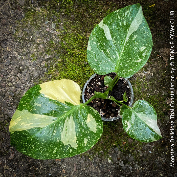 Monstera Deliciosa Thai Constellation, organically grown tropical plants for sale at TOMs FLOWer CLUB.