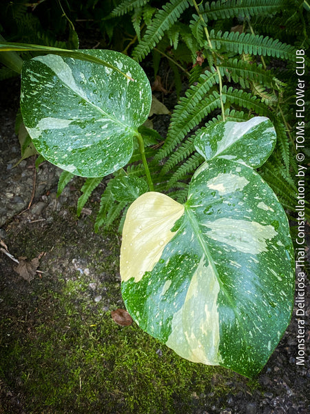 Monstera Deliciosa Thai Constellation, organically grown tropical plants for sale at TOMs FLOWer CLUB.