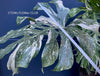 Monstera Deliciosa Thai Constellation, organically grown tropical plants for sale at TOMsFLOWer CLUB.