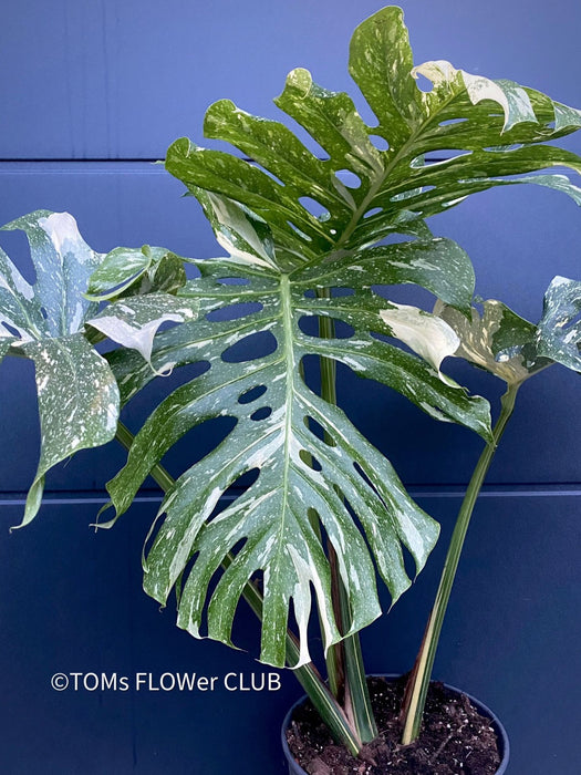 Monstera Deliciosa Thai Constellation, organically grown tropical plants for sale at TOMsFLOWer CLUB.