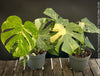 Monstera Deliciosa Thai Constellation, organically grown tropical plants for sale at TOMs FLOWer CLUB.