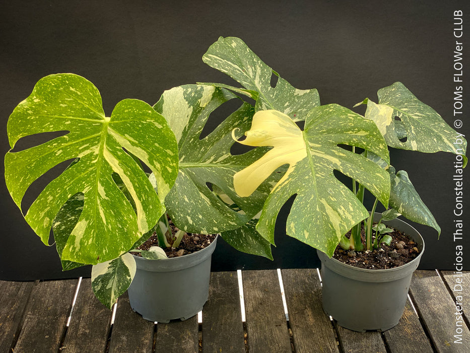 Monstera Deliciosa Thai Constellation, organically grown tropical plants for sale at TOMs FLOWer CLUB.