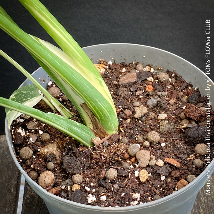 Monstera Deliciosa Thai Constellation, organically grown tropical plants for sale at TOMs FLOWer CLUB.