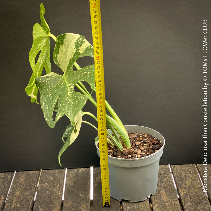 Monstera Deliciosa Thai Constellation, organically grown tropical plants for sale at TOMs FLOWer CLUB.