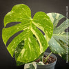 Monstera Deliciosa Thai Constellation, organically grown tropical plants for sale at TOMs FLOWer CLUB.