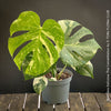 Monstera Deliciosa Thai Constellation, organically grown tropical plants for sale at TOMs FLOWer CLUB.