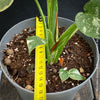 Monstera Deliciosa Thai Constellation, organically grown tropical plants for sale at TOMs FLOWer CLUB.