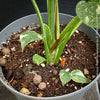 Monstera Deliciosa Thai Constellation, organically grown tropical plants for sale at TOMs FLOWer CLUB.