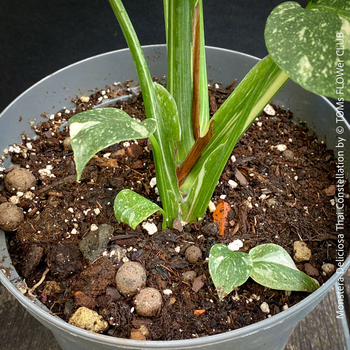 Monstera Deliciosa Thai Constellation, organically grown tropical plants for sale at TOMs FLOWer CLUB.