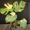 Monstera Deliciosa Thai Constellation, organically grown tropical plants for sale at TOMs FLOWer CLUB.