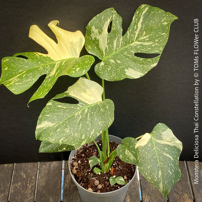 Monstera Deliciosa Thai Constellation, organically grown tropical plants for sale at TOMs FLOWer CLUB.