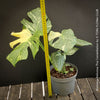 Monstera Deliciosa Thai Constellation, organically grown tropical plants for sale at TOMs FLOWer CLUB.