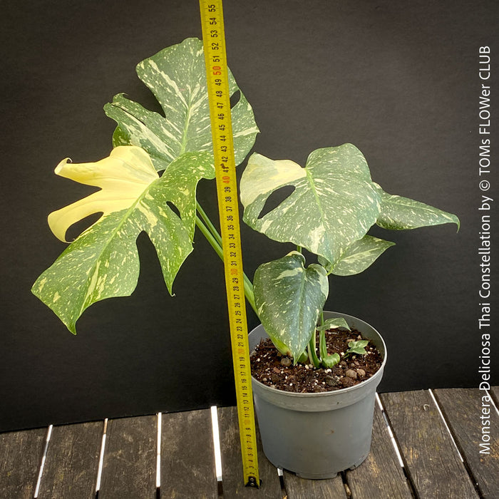 Monstera Deliciosa Thai Constellation, organically grown tropical plants for sale at TOMs FLOWer CLUB.