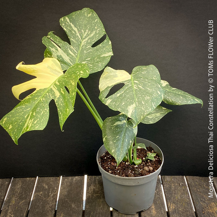 Monstera Deliciosa Thai Constellation, organically grown tropical plants for sale at TOMs FLOWer CLUB.
