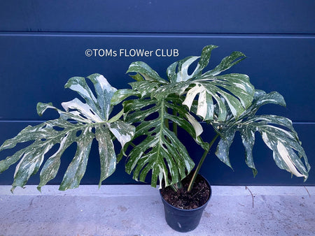 Monstera Deliciosa Thai Constellation, organically grown tropical plants for sale at TOMs FLOWer CLUB.