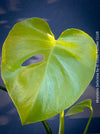 Large Monstera Deliciosa houseplant with mature split leaves, organically grown Swiss Cheese Plant in pot in TOMs FLOWer CLUB, perfect for indoor jungle decor.