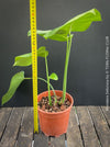 Large Monstera Deliciosa houseplant with mature split leaves, organically grown Swiss Cheese Plant in pot in TOMs FLOWer CLUB, perfect for indoor jungle decor.