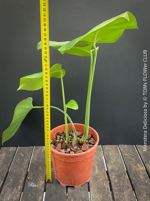 Large Monstera Deliciosa houseplant with mature split leaves, organically grown Swiss Cheese Plant in pot in TOMs FLOWer CLUB, perfect for indoor jungle decor.