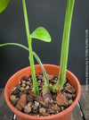 A potted Monstera Deliciosa plant with tall green stems and a single leaf, growing in a terracotta pot filled with soil and clay chips against a dark background.