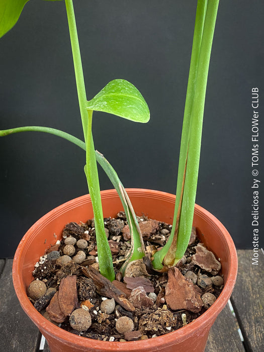 A potted Monstera Deliciosa plant with tall green stems and a single leaf, growing in a terracotta pot filled with soil and clay chips against a dark background.