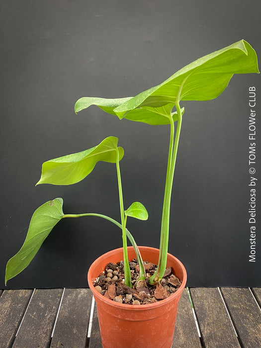 Large Monstera Deliciosa houseplant with mature split leaves, organically grown Swiss Cheese Plant in pot in TOMs FLOWer CLUB, perfect for indoor jungle decor.