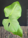 A vibrant green Monstera deliciosa plant with a prominent fenestrated leaf, photographed against a dark background with a wooden slatted surface below.