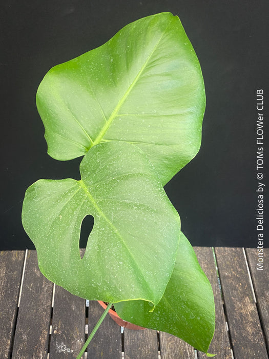 A vibrant green Monstera deliciosa plant with a prominent fenestrated leaf, photographed against a dark background with a wooden slatted surface below.