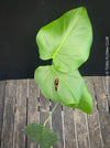 Large Monstera Deliciosa houseplant with mature split leaves, organically grown Swiss Cheese Plant in pot in TOMs FLOWer CLUB, perfect for indoor jungle decor.