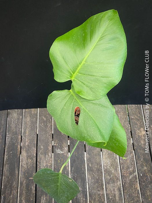 Large Monstera Deliciosa houseplant with mature split leaves, organically grown Swiss Cheese Plant in pot in TOMs FLOWer CLUB, perfect for indoor jungle decor.