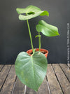 Large Monstera Deliciosa houseplant with mature split leaves, organically grown Swiss Cheese Plant in pot in TOMs FLOWer CLUB, perfect for indoor jungle decor.