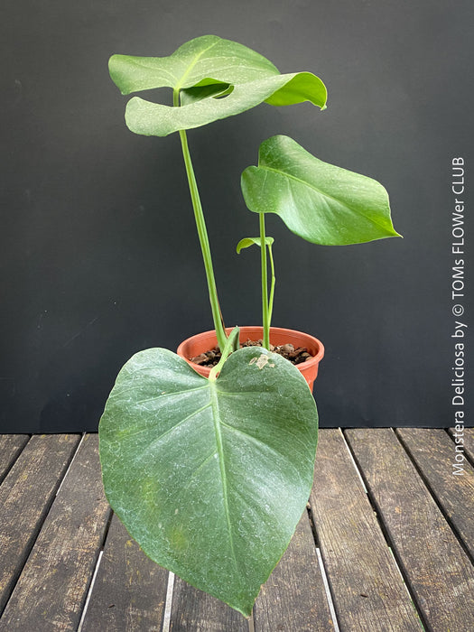Large Monstera Deliciosa houseplant with mature split leaves, organically grown Swiss Cheese Plant in pot in TOMs FLOWer CLUB, perfect for indoor jungle decor.