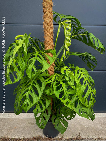 Monstera Epipremnoides Esqueleto, Monstera obliqua, organically grown plants for sale at TOMs FLOWer CLUB.