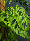 Monstera Epipremnoides Esqueleto, Monstera obliqua, organically grown plants for sale at TOMs FLOWer CLUB.