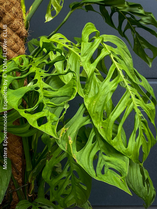 Monstera Epipremnoides Esqueleto, Monstera obliqua, organically grown plants for sale at TOMs FLOWer CLUB.