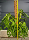 Monstera Epipremnoides Esqueleto, Monstera obliqua, organically grown plants for sale at TOMs FLOWer CLUB.