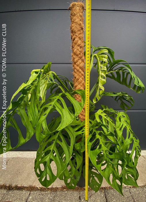 Monstera Epipremnoides Esqueleto, Monstera obliqua, organically grown plants for sale at TOMs FLOWer CLUB.