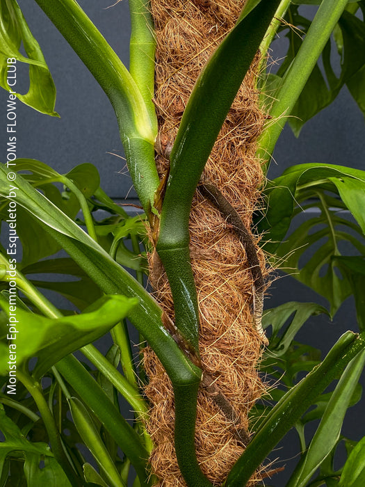 Monstera Epipremnoides Esqueleto, Monstera obliqua, organically grown plants for sale at TOMs FLOWer CLUB.