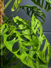 Monstera Epipremnoides Esqueleto, Monstera obliqua, organically grown plants for sale at TOMs FLOWer CLUB.