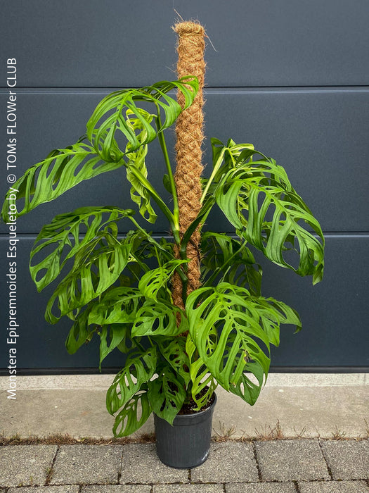 Monstera Epipremnoides Esqueleto, Monstera obliqua, organically grown plants for sale at TOMs FLOWer CLUB.