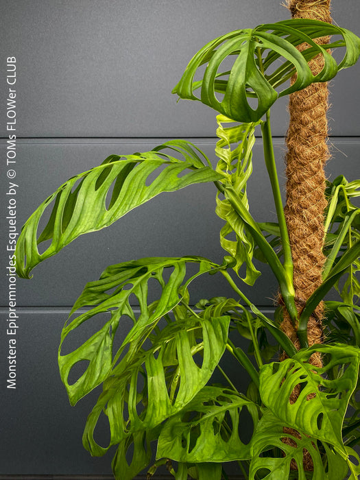 Monstera Epipremnoides Esqueleto, Monstera obliqua, organically grown plants for sale at TOMs FLOWer CLUB.