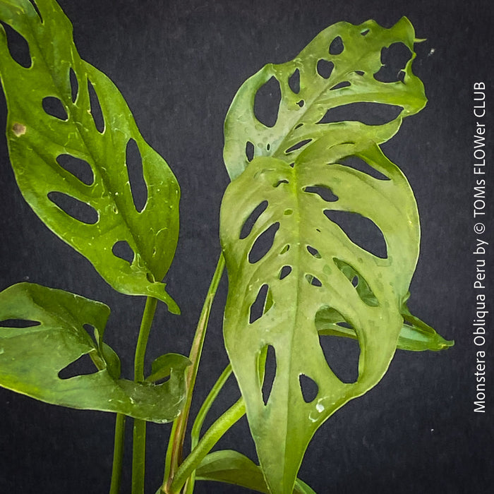 Monstera Obliqua Peru