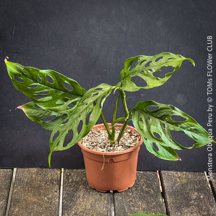 Monstera Obliqua Peru