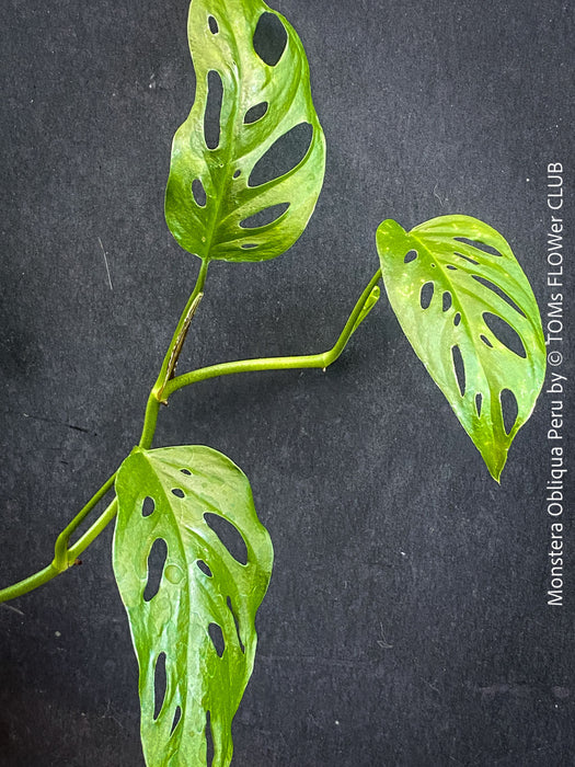Monstera Obliqua Peru