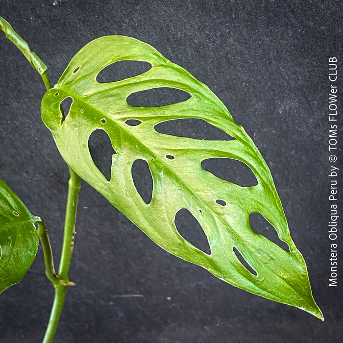 Monstera Obliqua Peru