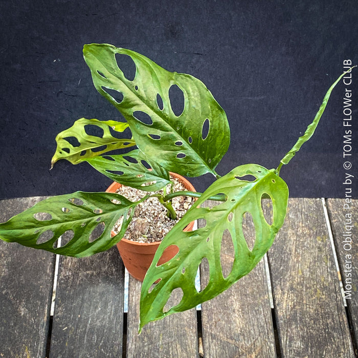 Monstera Obliqua Peru