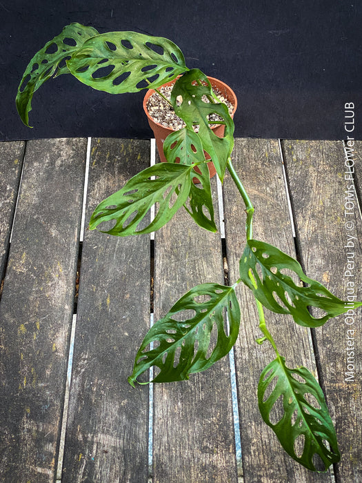 Monstera Obliqua Peru