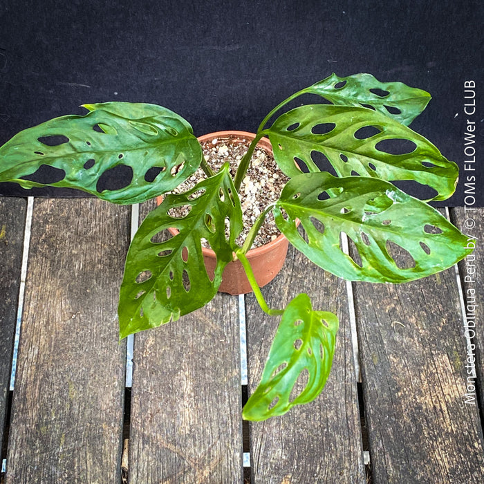 Monstera Obliqua Peru