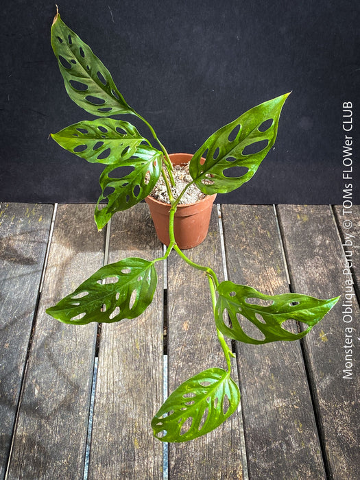 Monstera Obliqua Peru