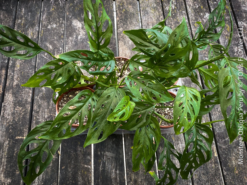 Monstera Obliqua Peru
